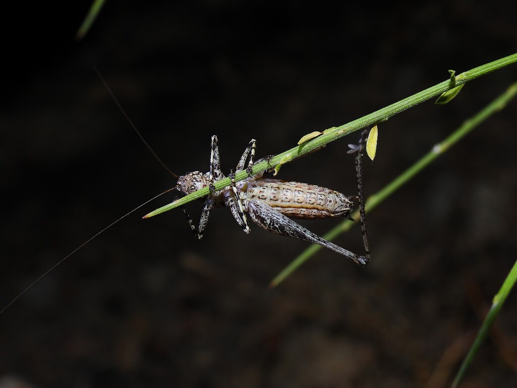 Bonfils' Bush-cricket