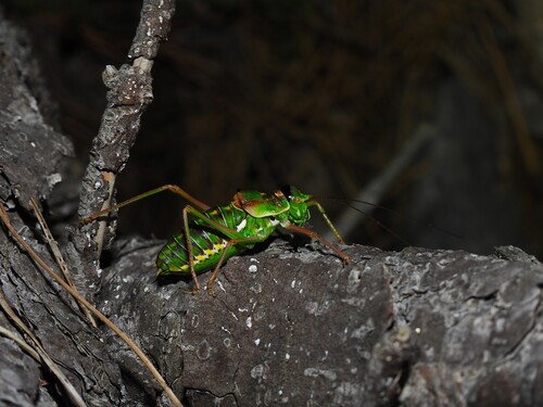 Corsican Saddle Bush-cricket