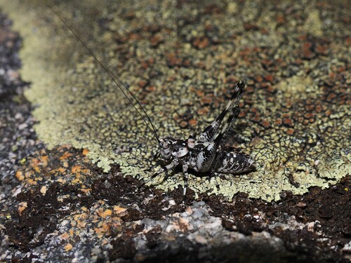 Corsican Mountain Bush-cricket