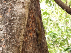 Callosciurus pygerythrus