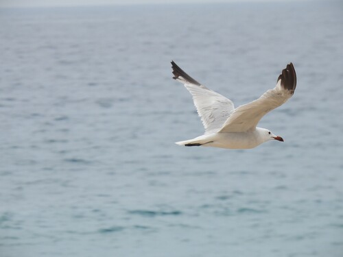 Gaviota de Audouin (Larus audouinii)