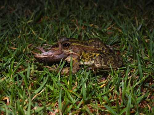 pool frog, Pelophylax lessonae