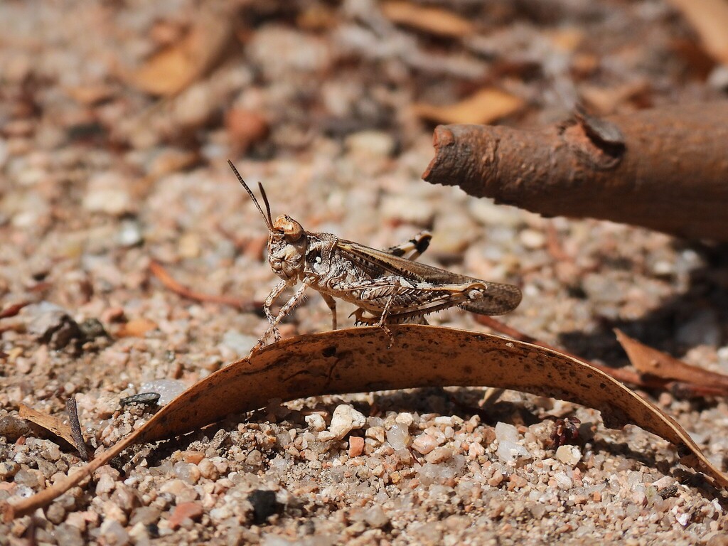 Common Digging Grasshopper