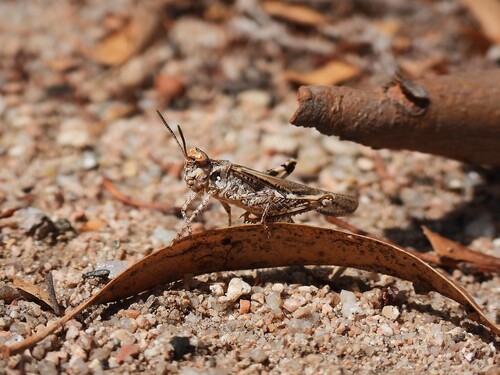 Common Digging Grasshopper