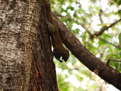 Callosciurus pygerythrus