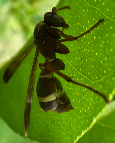 Polistes badius photo 4