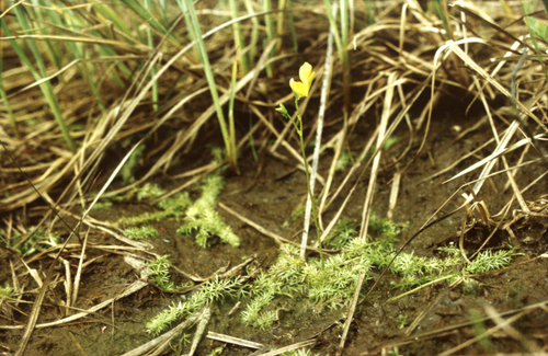 intermediate bladderwort (Utricularia intermedia)