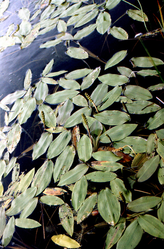 Potamogeton distinctus, photograph 3