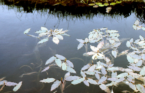 Potamogeton distinctus, photograph 1