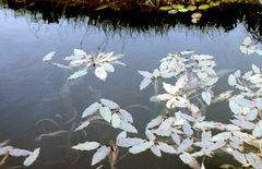 Potamogeton distinctus, photograph (c) Oleg Kosterin, some rights reserved (CC BY)