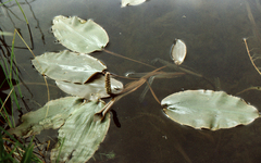 Potamogeton distinctus