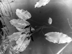Potamogeton distinctus, photograph (c) Oleg Kosterin, some rights reserved (CC BY)