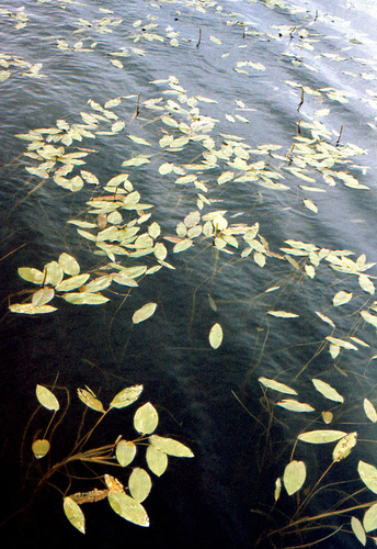 Potamogeton distinctus, photograph 2