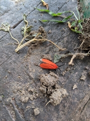 Phauda mimica
