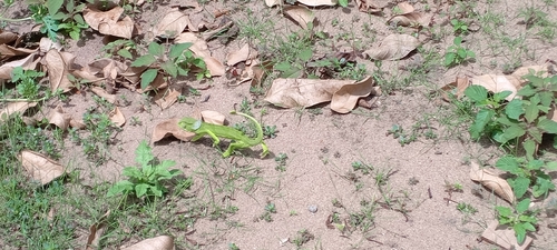 Flap-necked Chameleon