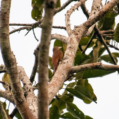 Dendrexetastes rufigula