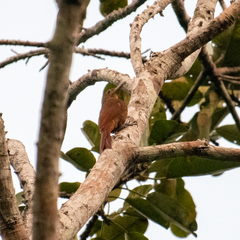 Dendrexetastes rufigula