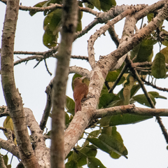 Dendrexetastes rufigula
