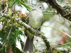 Elaenia flavogaster