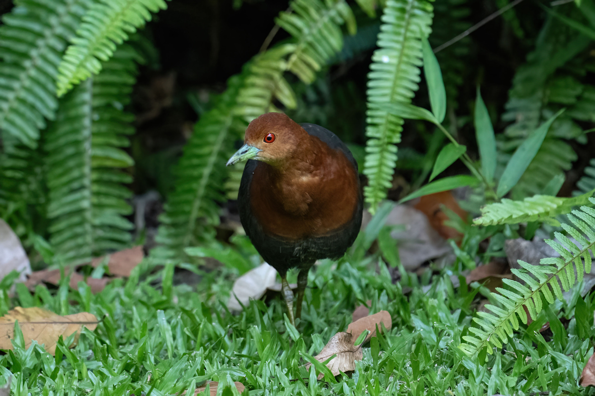 Red-necked Crake (Rallina tricolor), photo 1