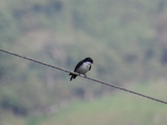 Pygochelidon cyanoleuca
