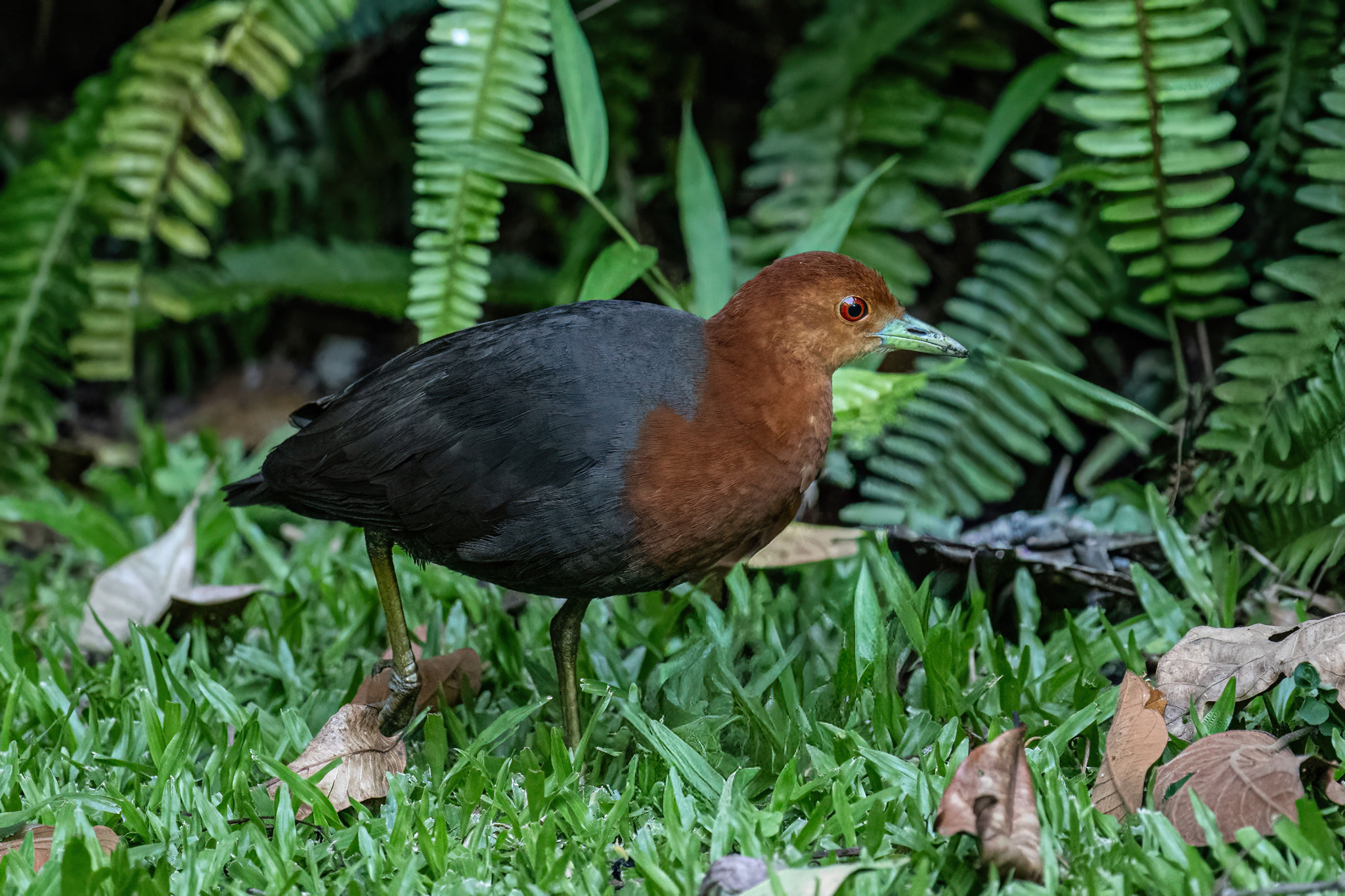 Red-necked Crake (Rallina tricolor), photo 2
