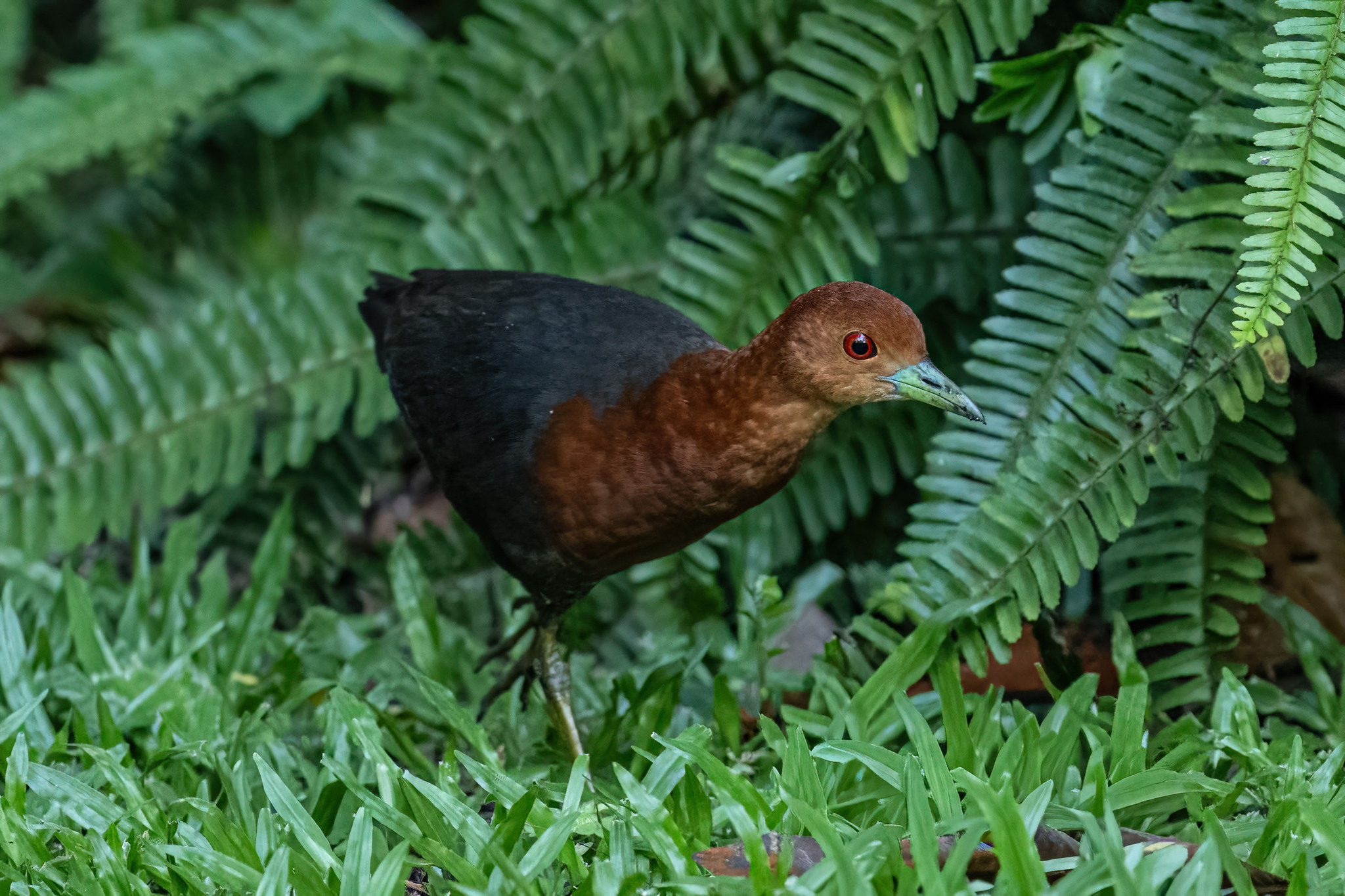 Red-necked Crake (Rallina tricolor), photo 3