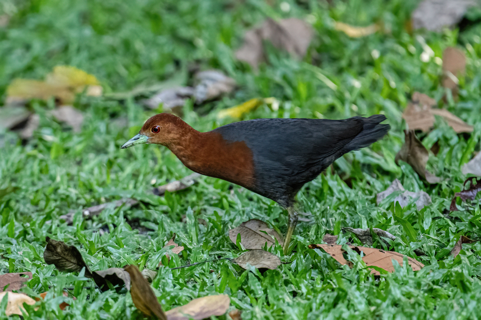 Red-necked Crake (Rallina tricolor), photo 5