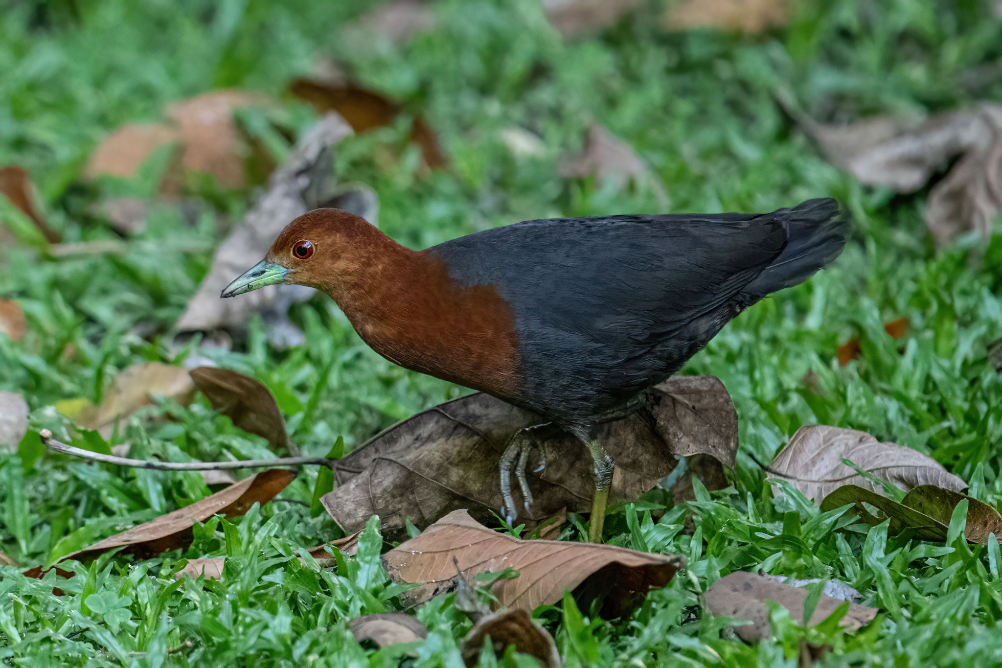 Red-necked Crake (Rallina tricolor), photo 4