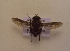 Scaptia adrel