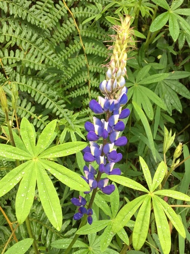 Machu Picchu Lupine (Lupinus ynesiae)