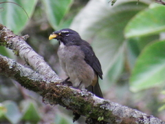 Saltator olivascens