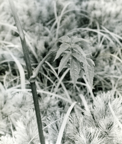 Angelica genuflexa, photograph 3