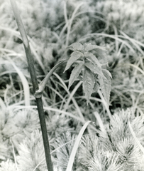 Angelica genuflexa, photograph (c) Oleg Kosterin, some rights reserved (CC BY)