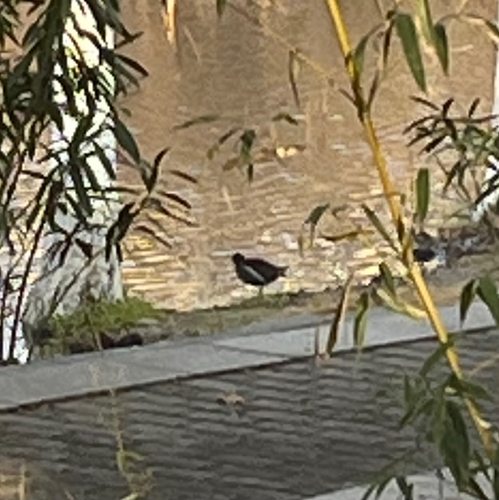 Eurasian Moorhen