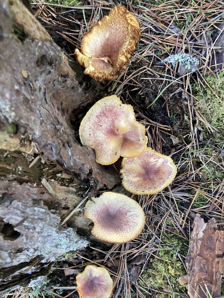 Tricholomopsis rutilans · December 2025 · photo: © wisboroughmike (iNaturalist, cc-by)