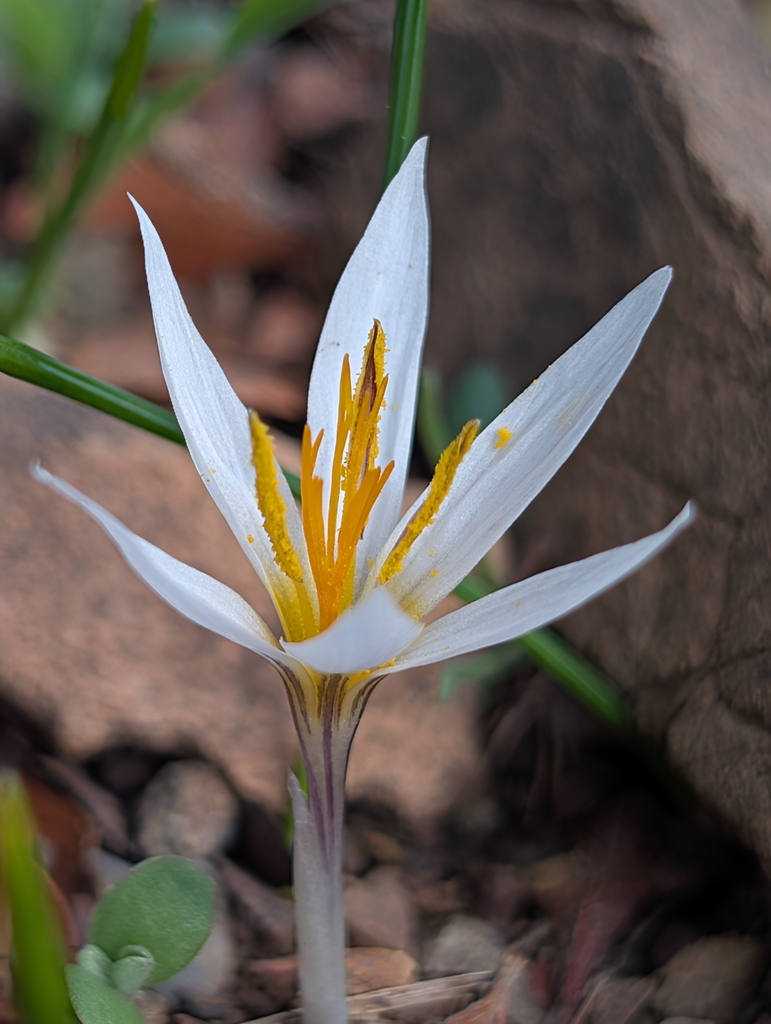 Crocus veneris