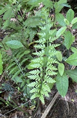 Asplenium gracillimum