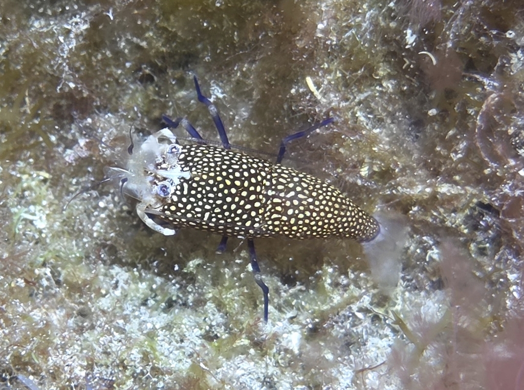 golden-spotted shrimp
