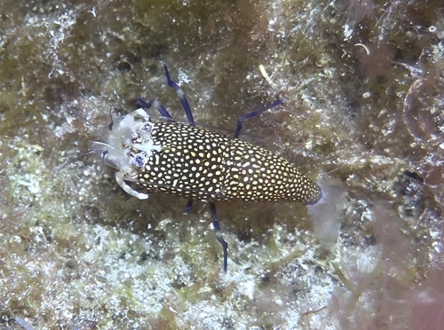 golden-spotted shrimp