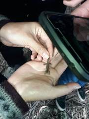 Pholidobolus montium