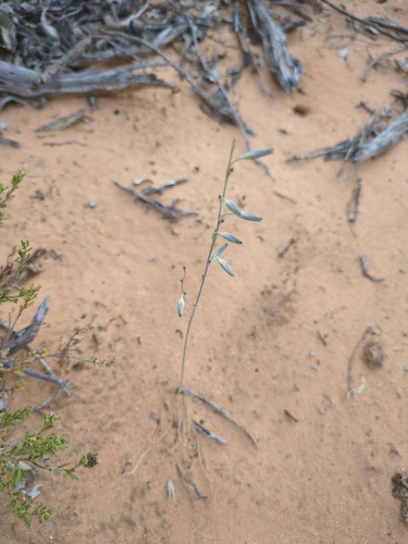Mallee Fringe-lily (Thysanotus baueri)