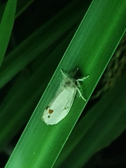 Euproctis haemodetes