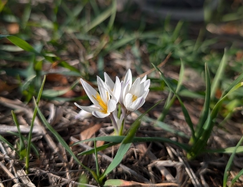 Crocus veneris; photograph (c) Marios Thoma, some rights reserved (CC BY)