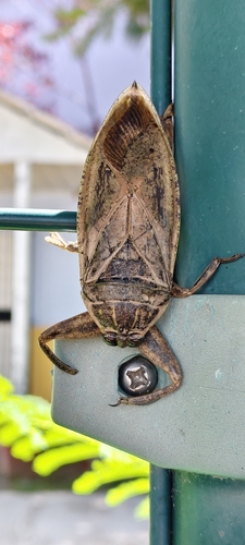 African Giant Water Bug