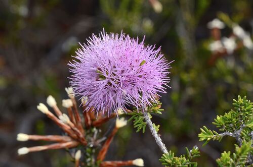 Melaleuca jonesii, photograph 2