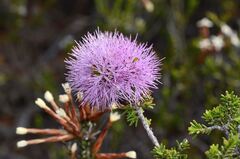 Melaleuca jonesii, photograph (c) James (Jim) Duggan, some rights reserved (CC BY-SA)