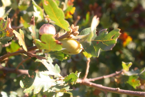 Hybrid oak (Quercus × eplingii)