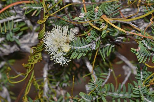 Saltwater Paperbark (Melaleuca cuticularis)