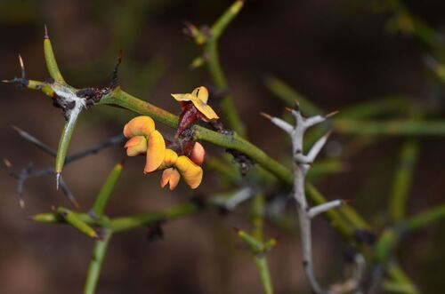 Dryland Bitter-pea (Daviesia aphylla)